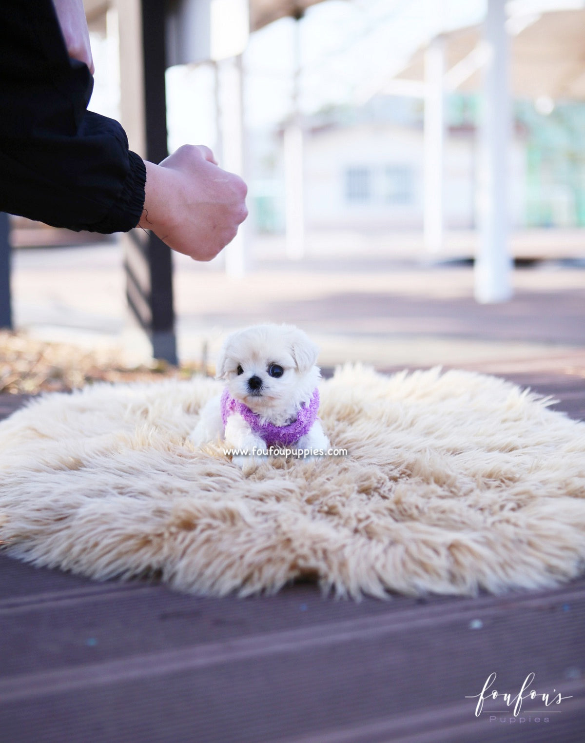 Melrose - Maltipoo F.