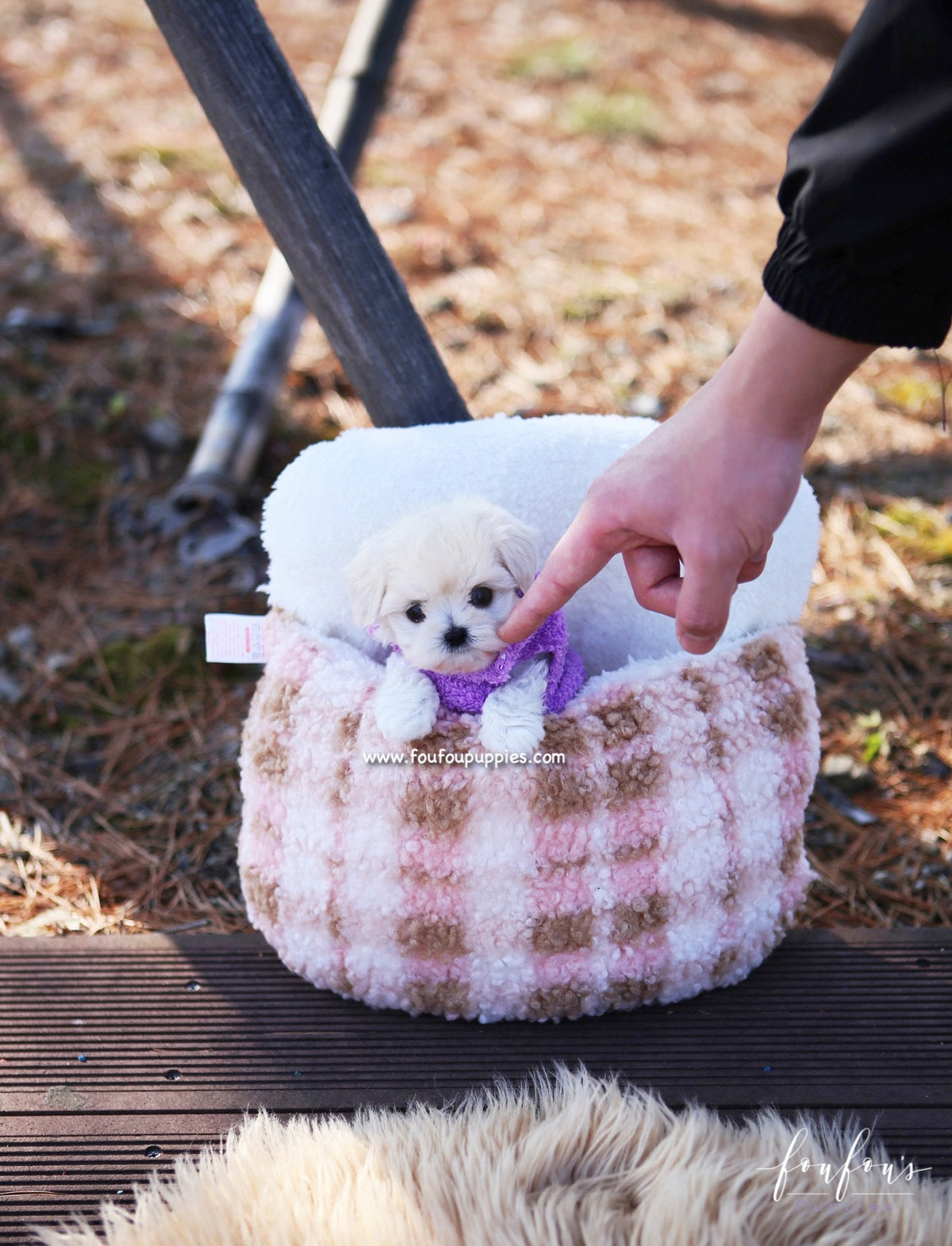 Melrose - Maltipoo F.