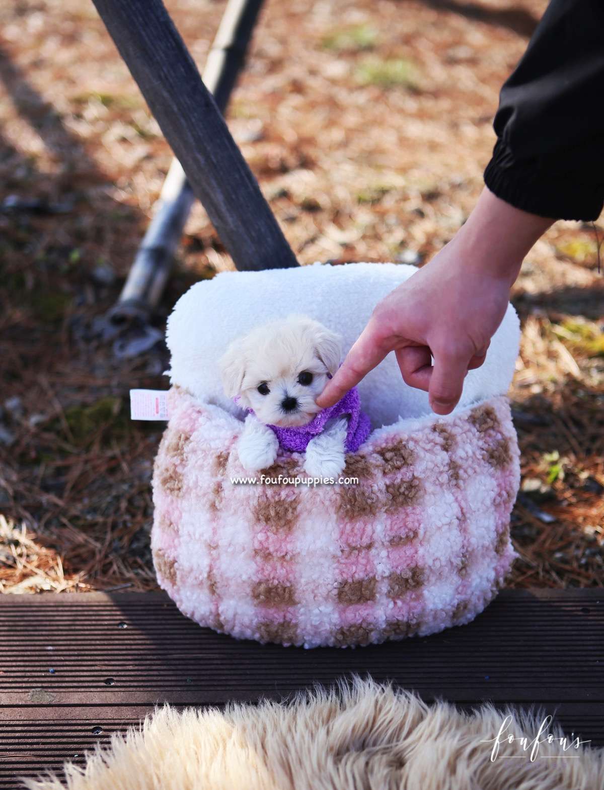 Melrose - Maltipoo F.