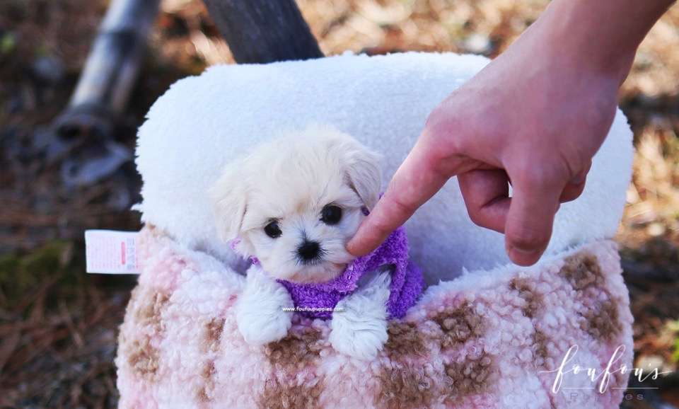 Melrose - Maltipoo F.