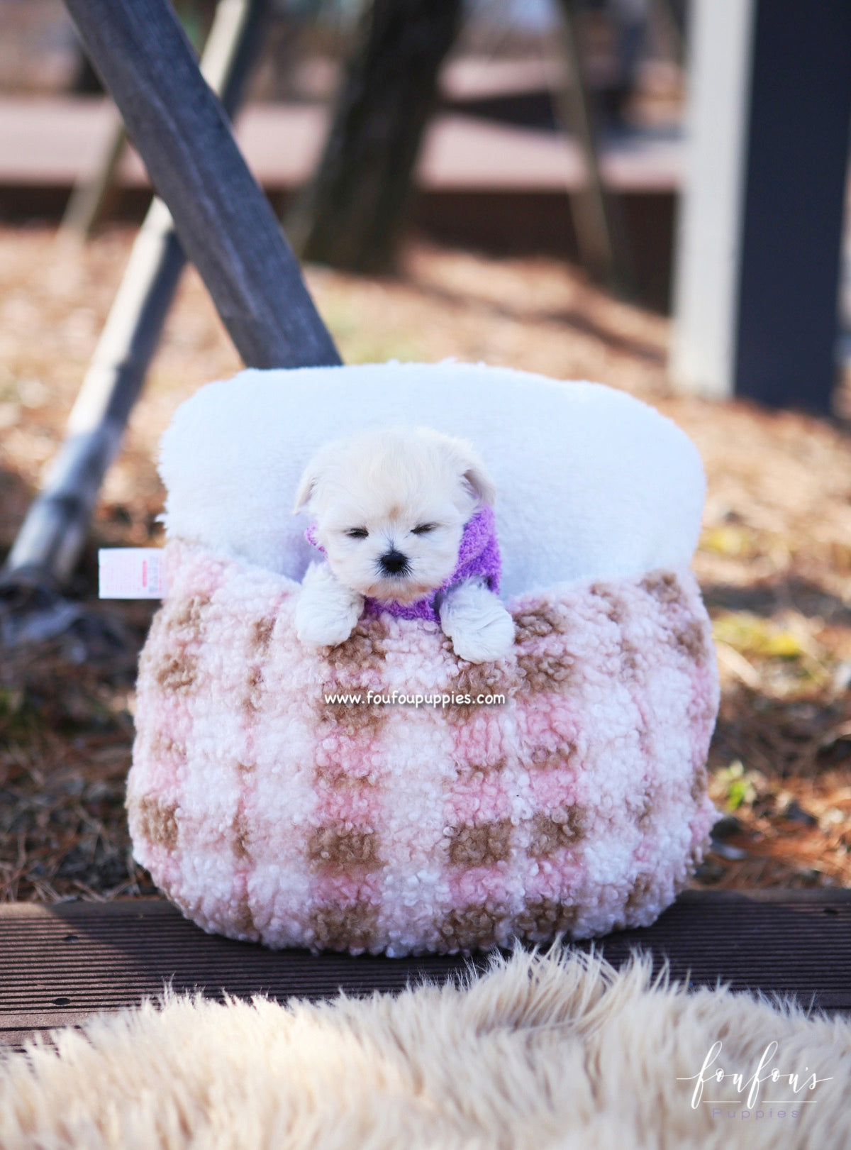 Melrose - Maltipoo F.