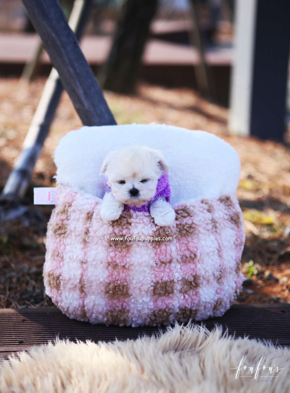 Melrose - Maltipoo F.