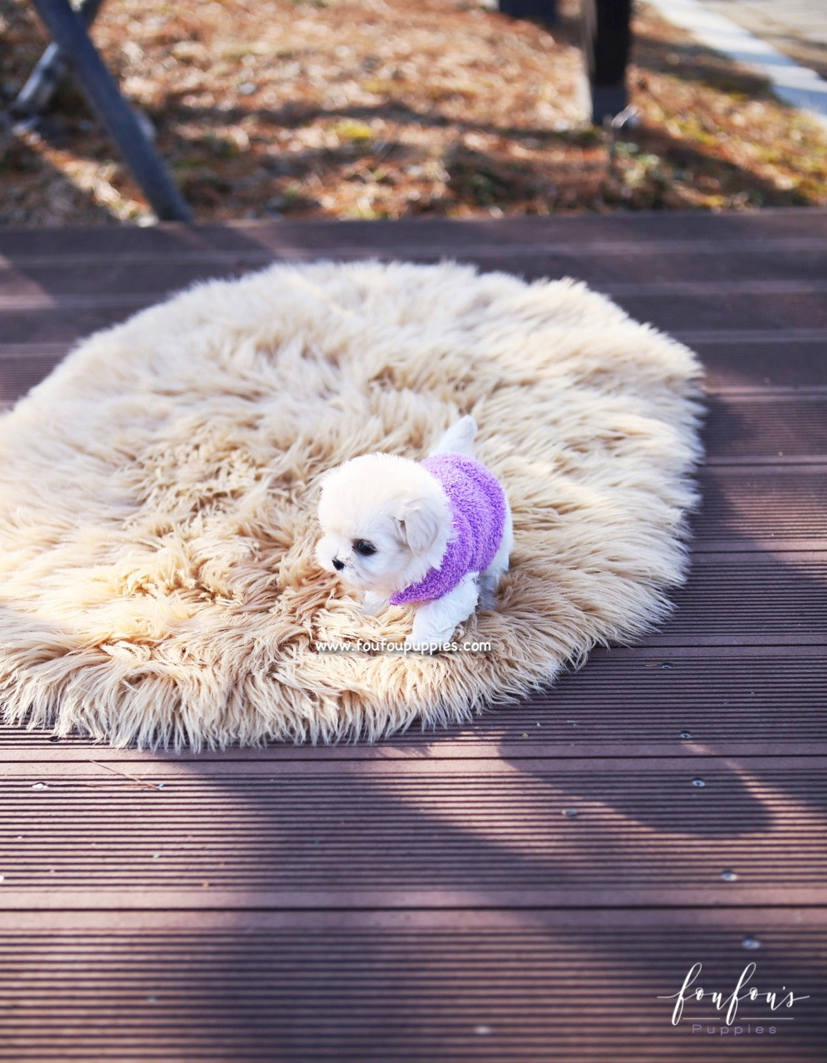 Melrose - Maltipoo F.