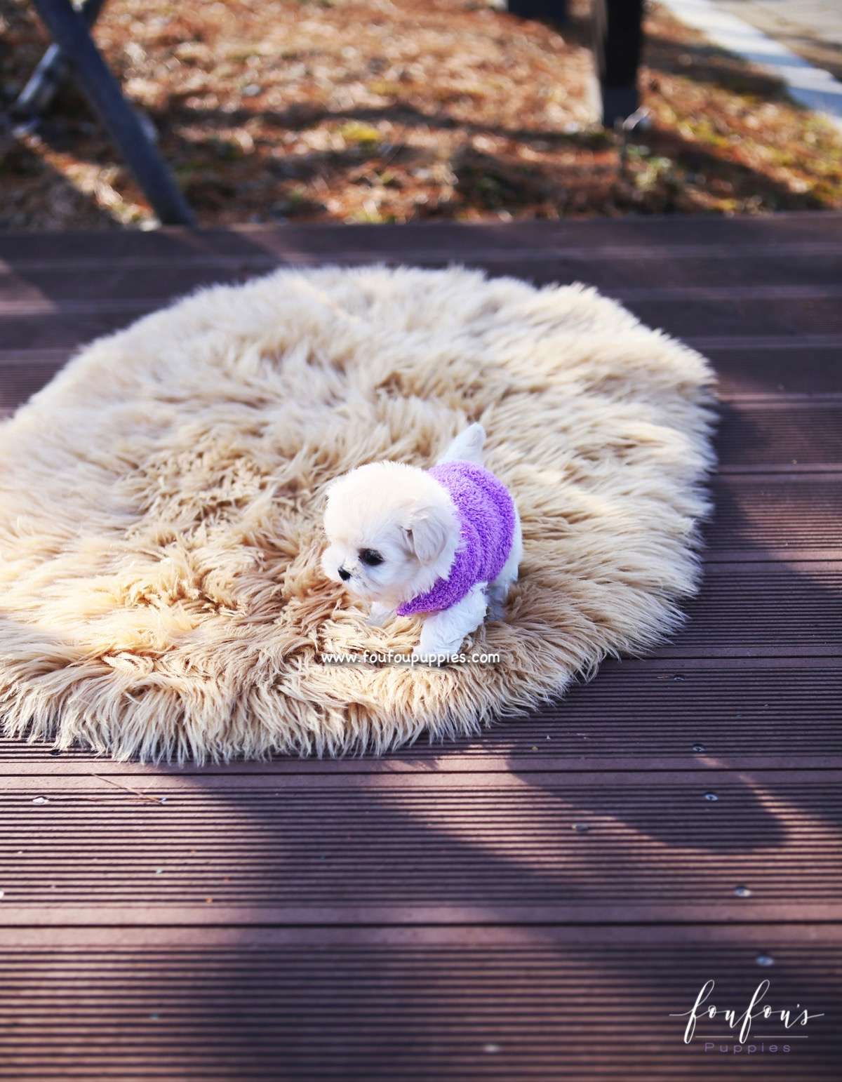 Melrose - Maltipoo F.