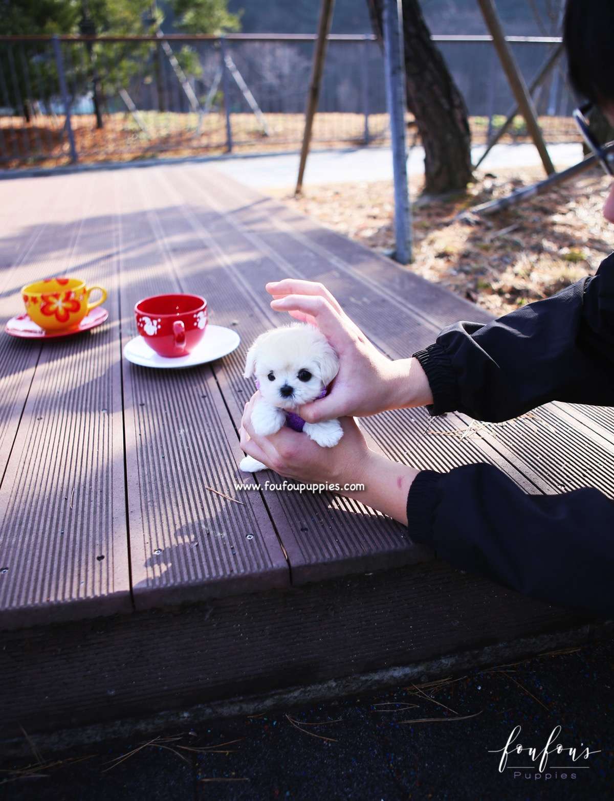 Melrose - Maltipoo F.