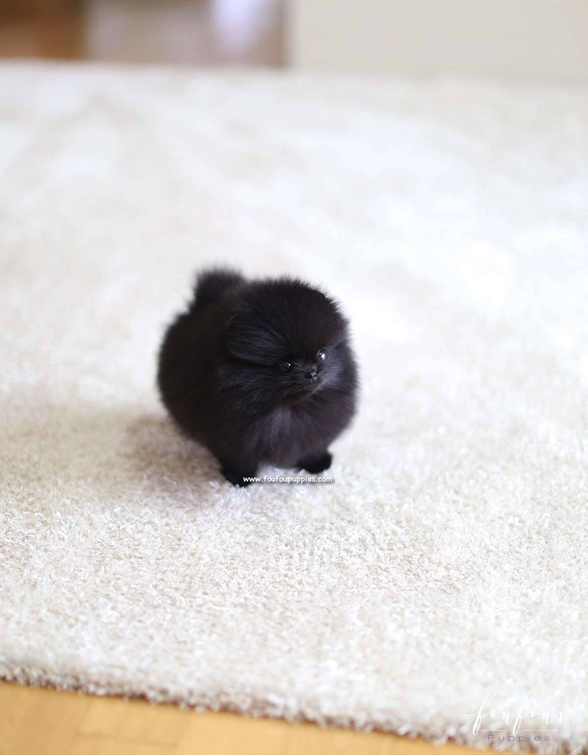 Marlo - Pomeranian M.