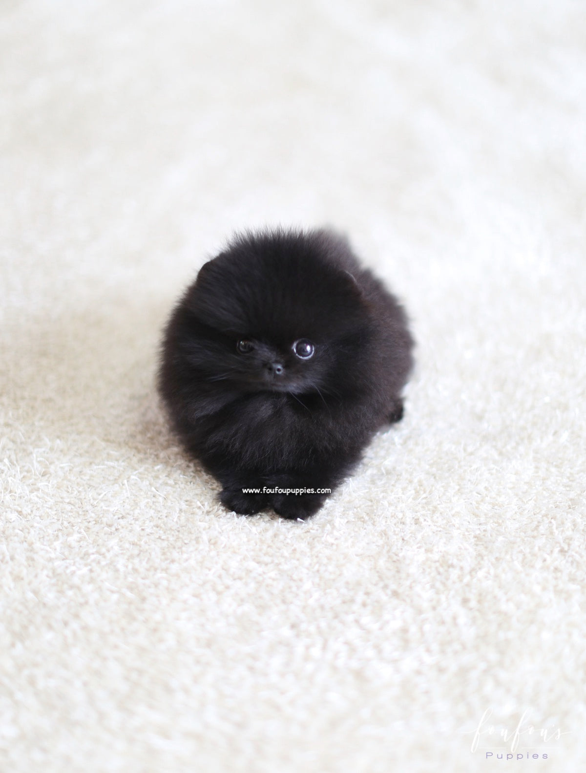 Marlo - Pomeranian M.