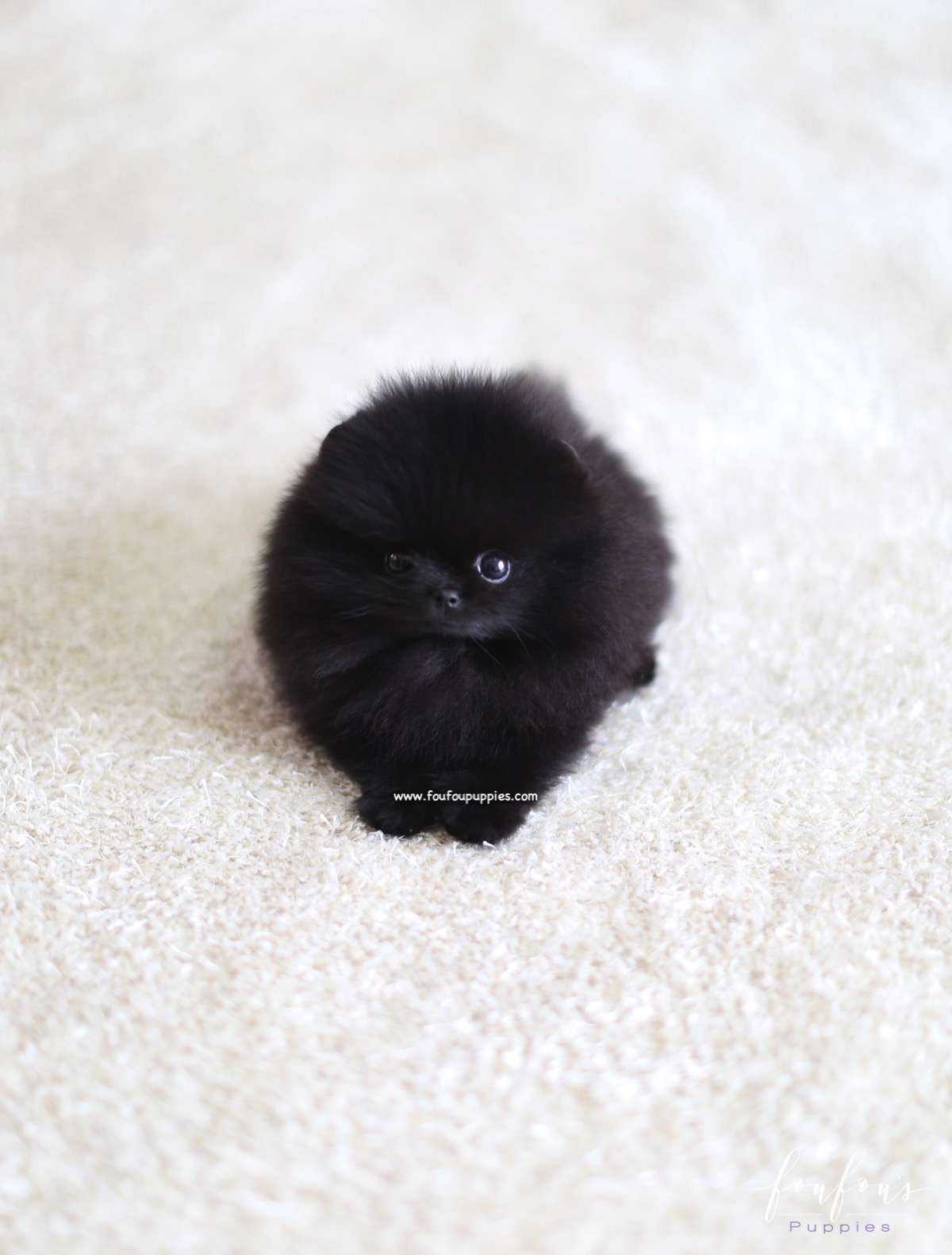Marlo - Pomeranian M.