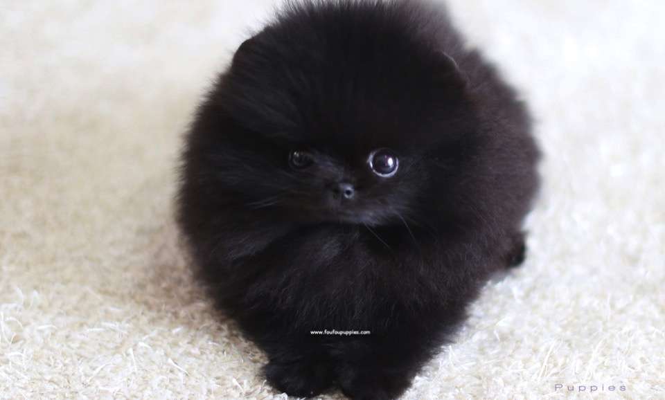 Marlo - Pomeranian M.