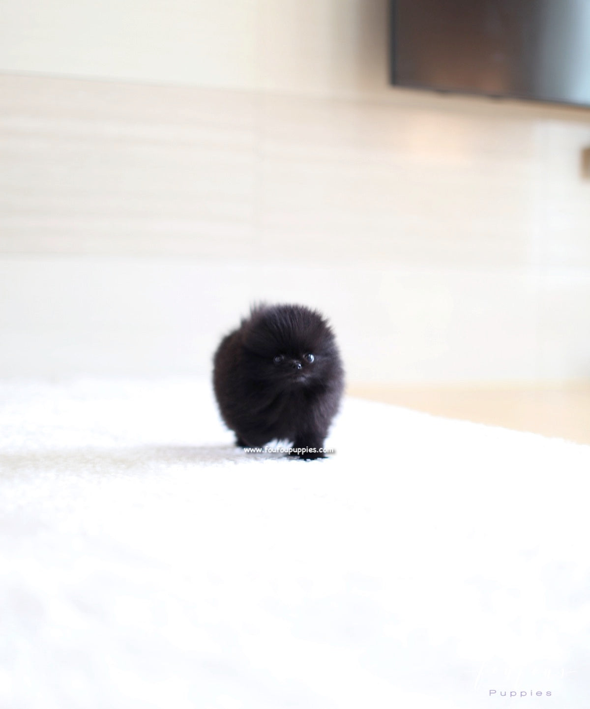 Marlo - Pomeranian M.