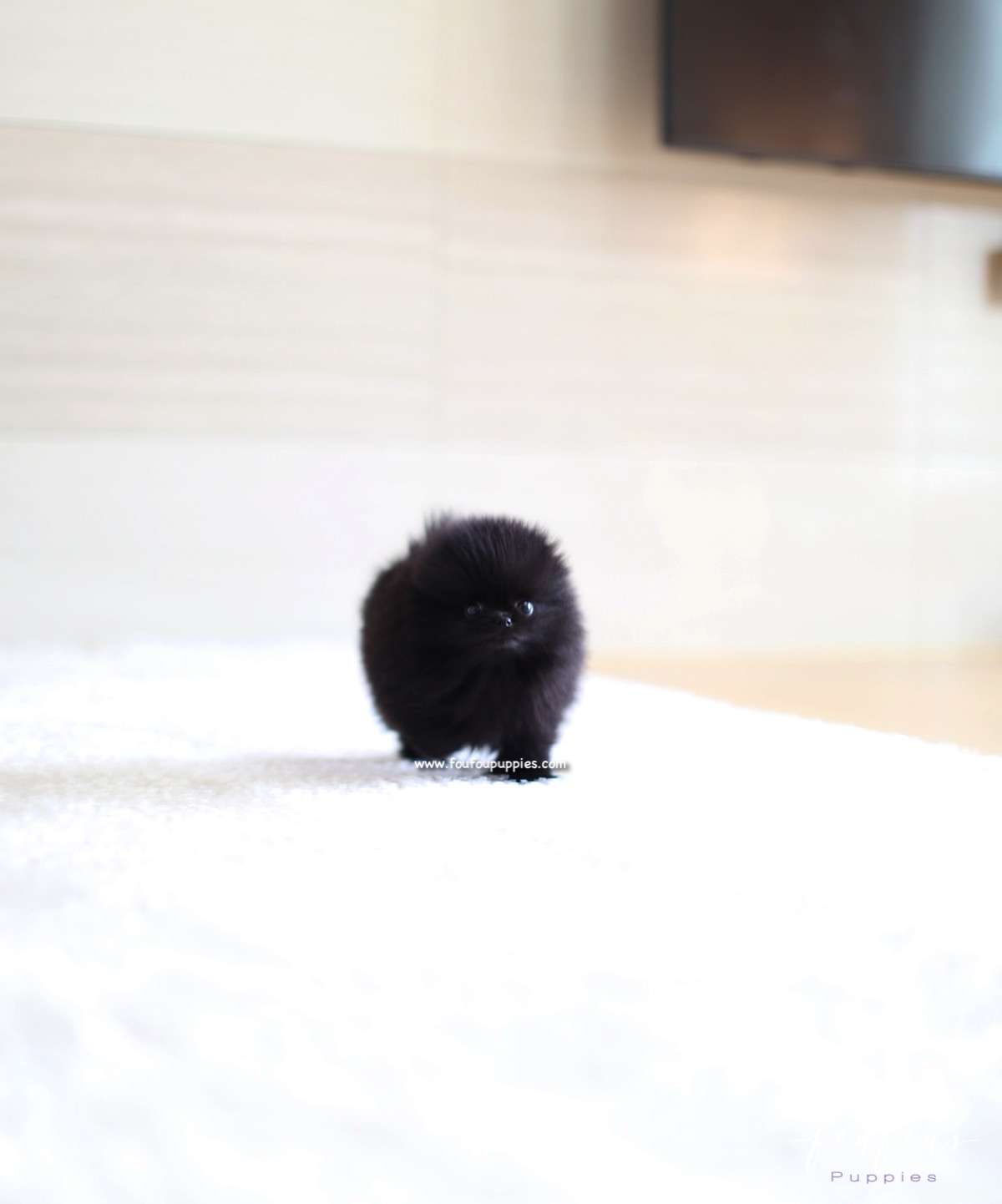Marlo - Pomeranian M.