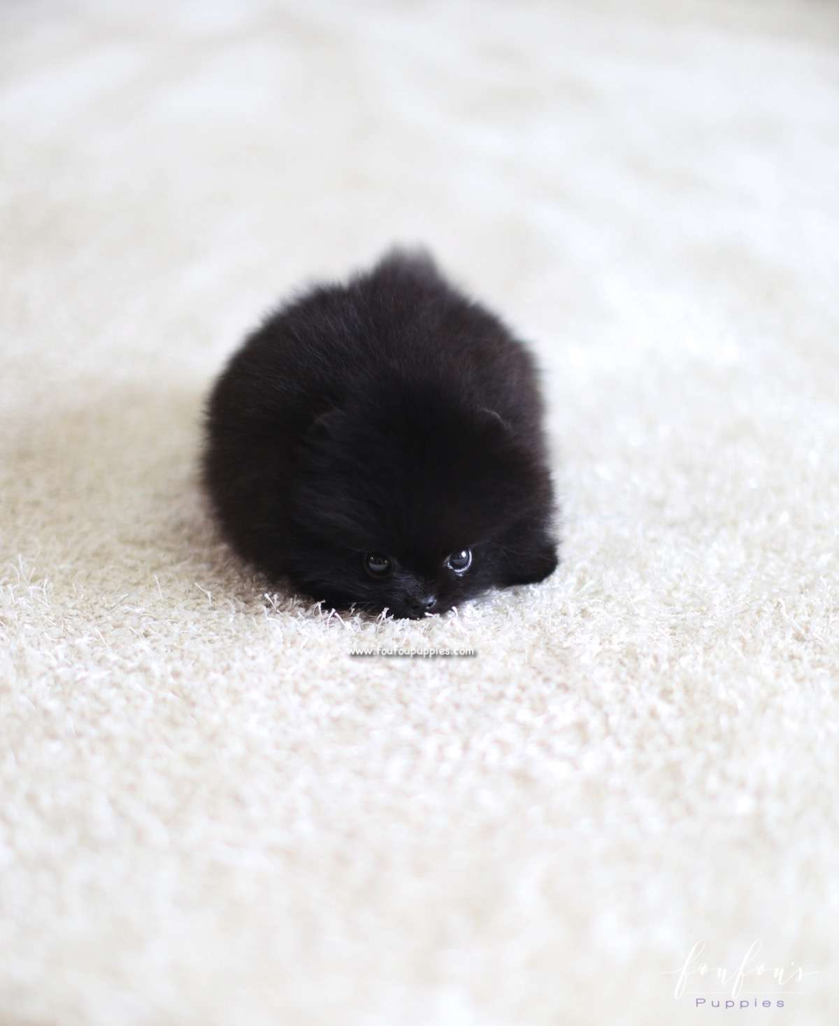 Marlo - Pomeranian M.