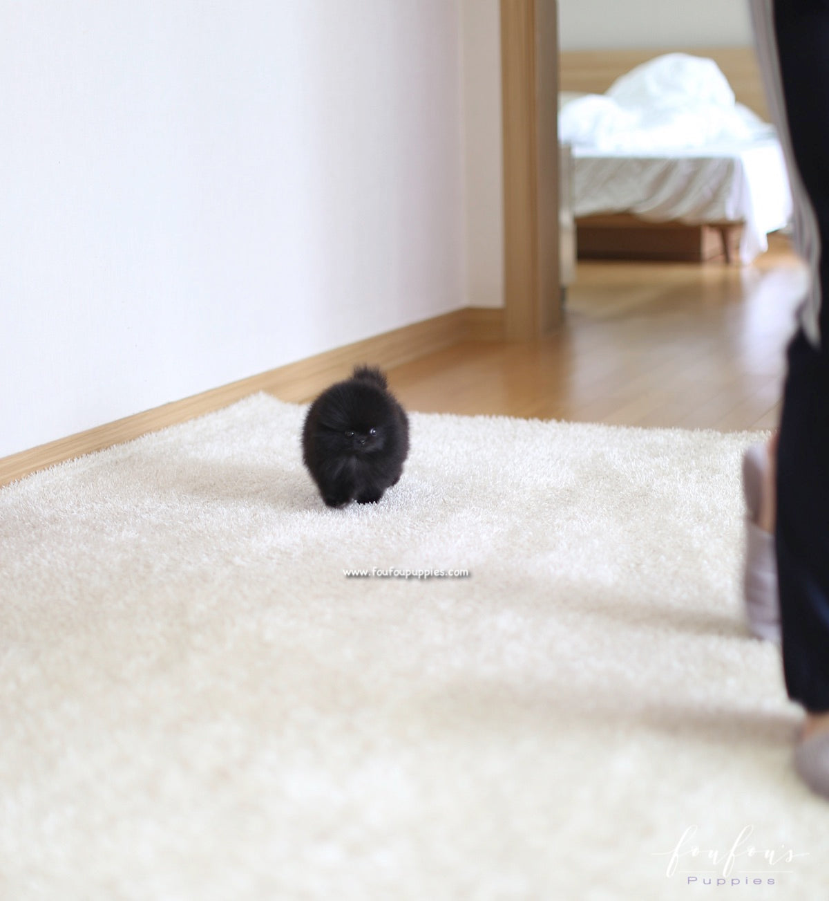 Marlo - Pomeranian M.