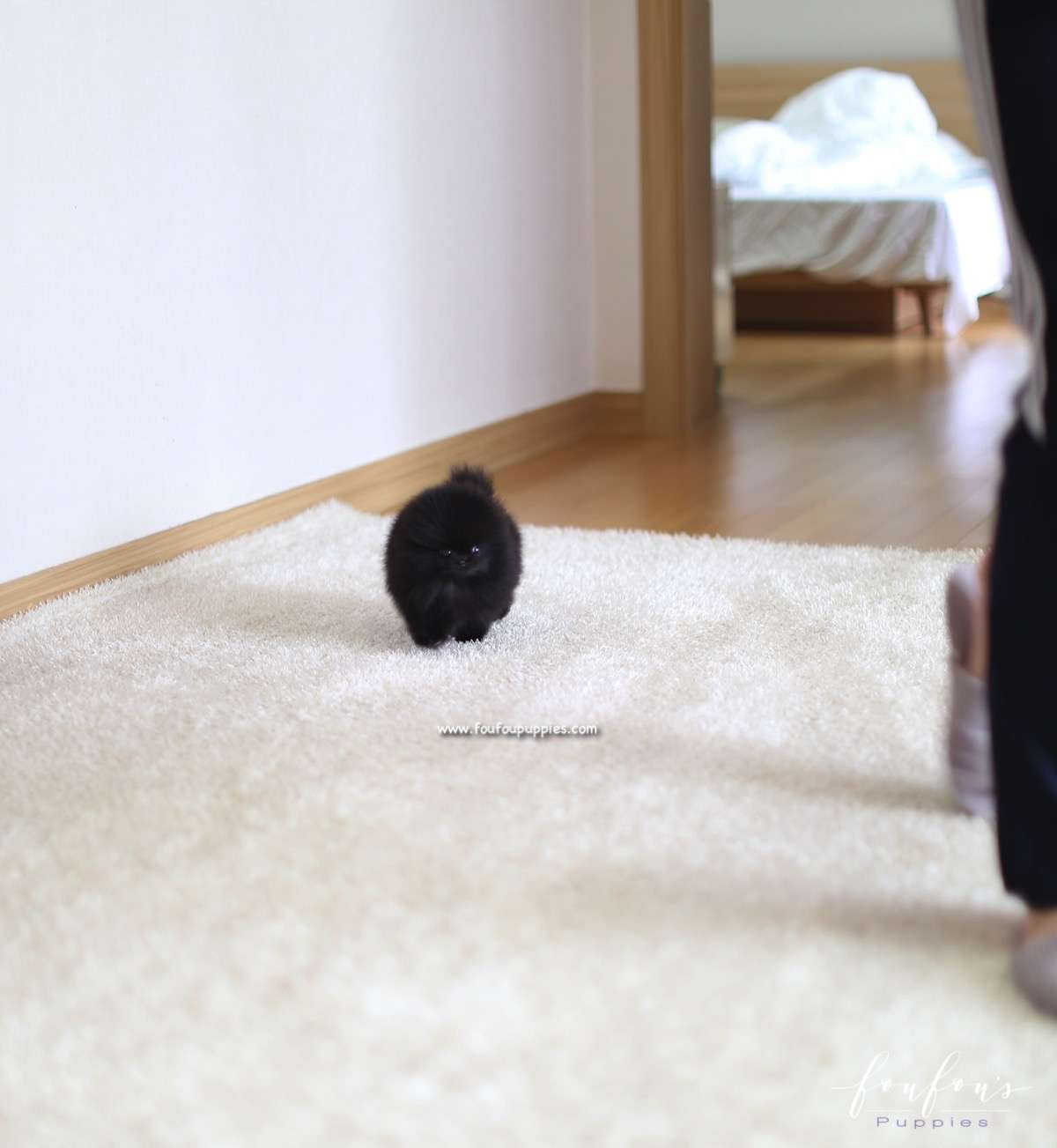 Marlo - Pomeranian M.