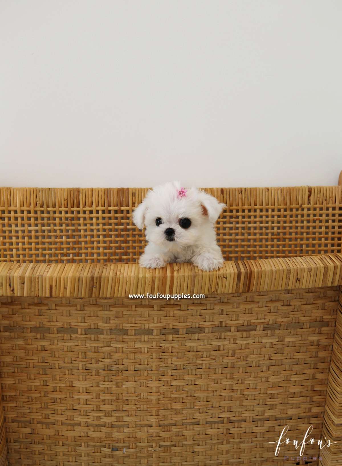 Ella - Maltese F.