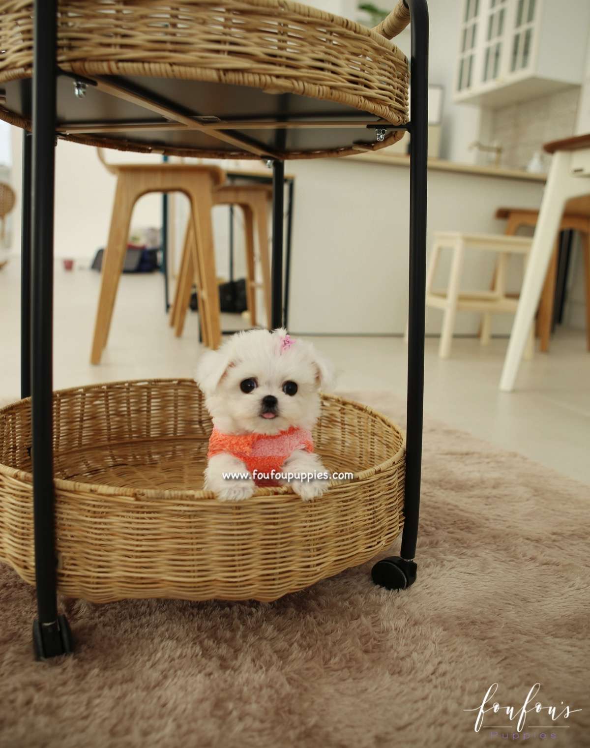 Ella - Maltese F.