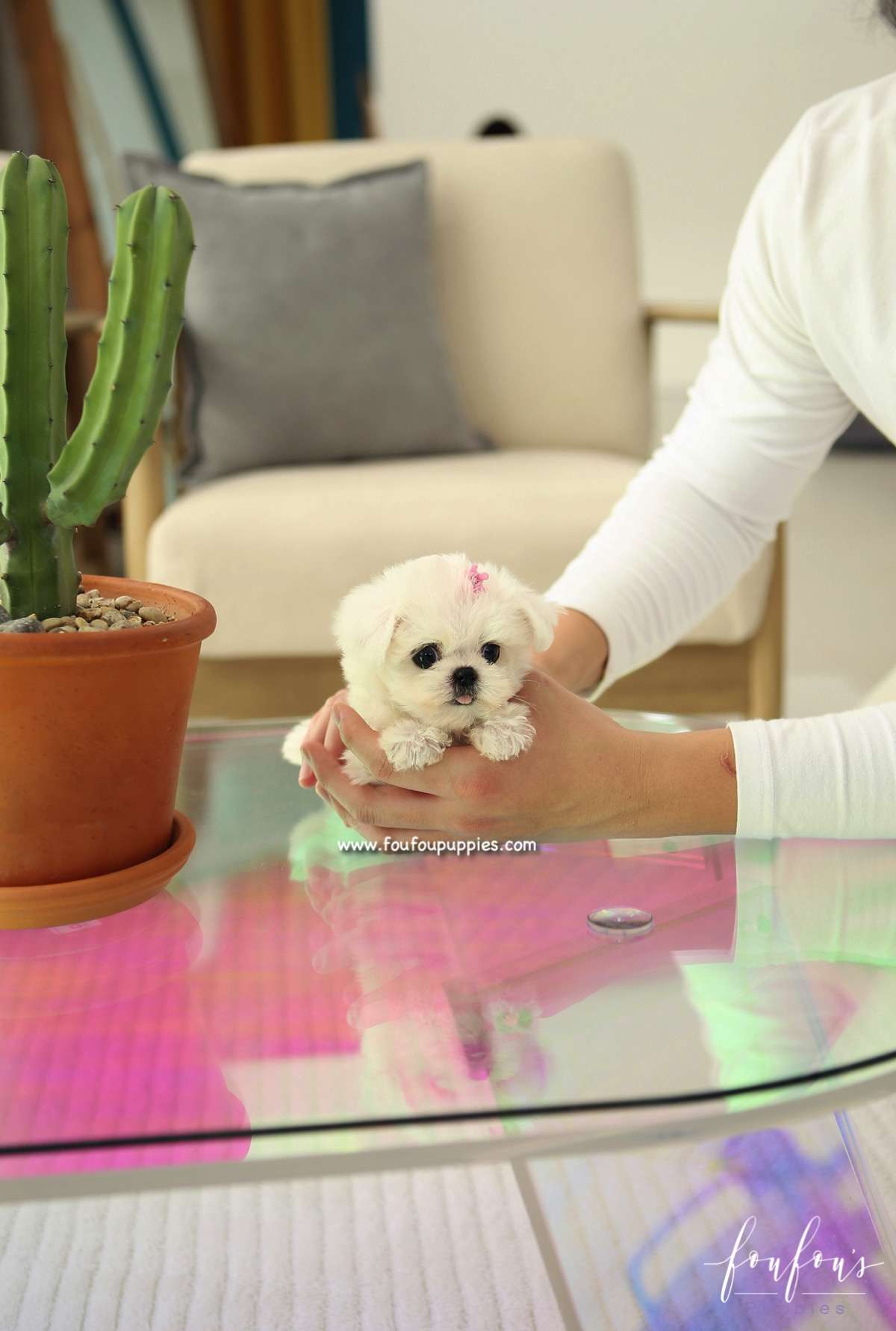 Ella - Maltese F.