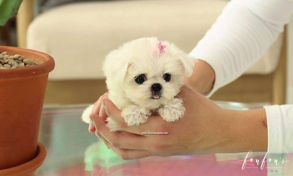 Ella - Maltese F.