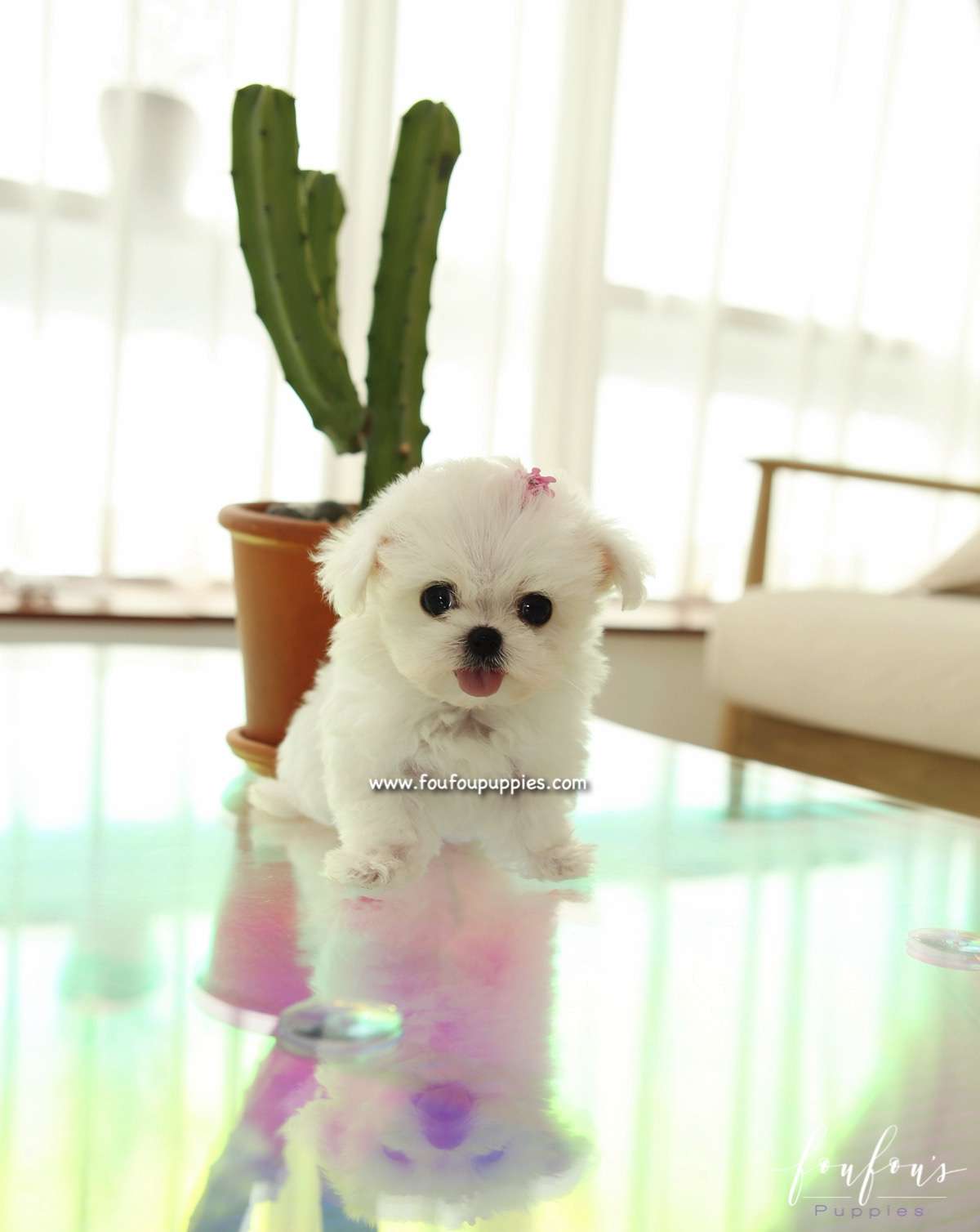 Ella - Maltese F.