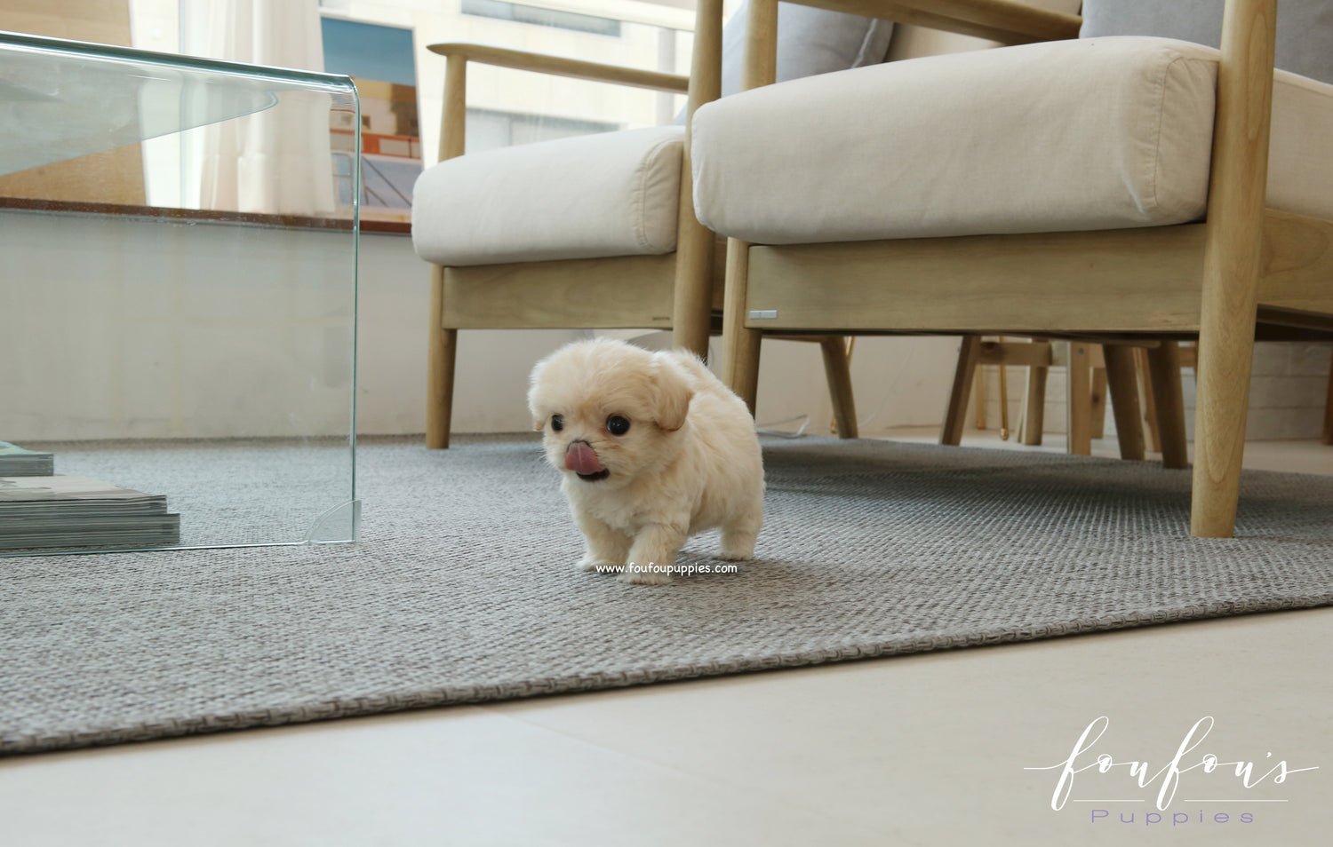 Everly - Maltipoo F.
