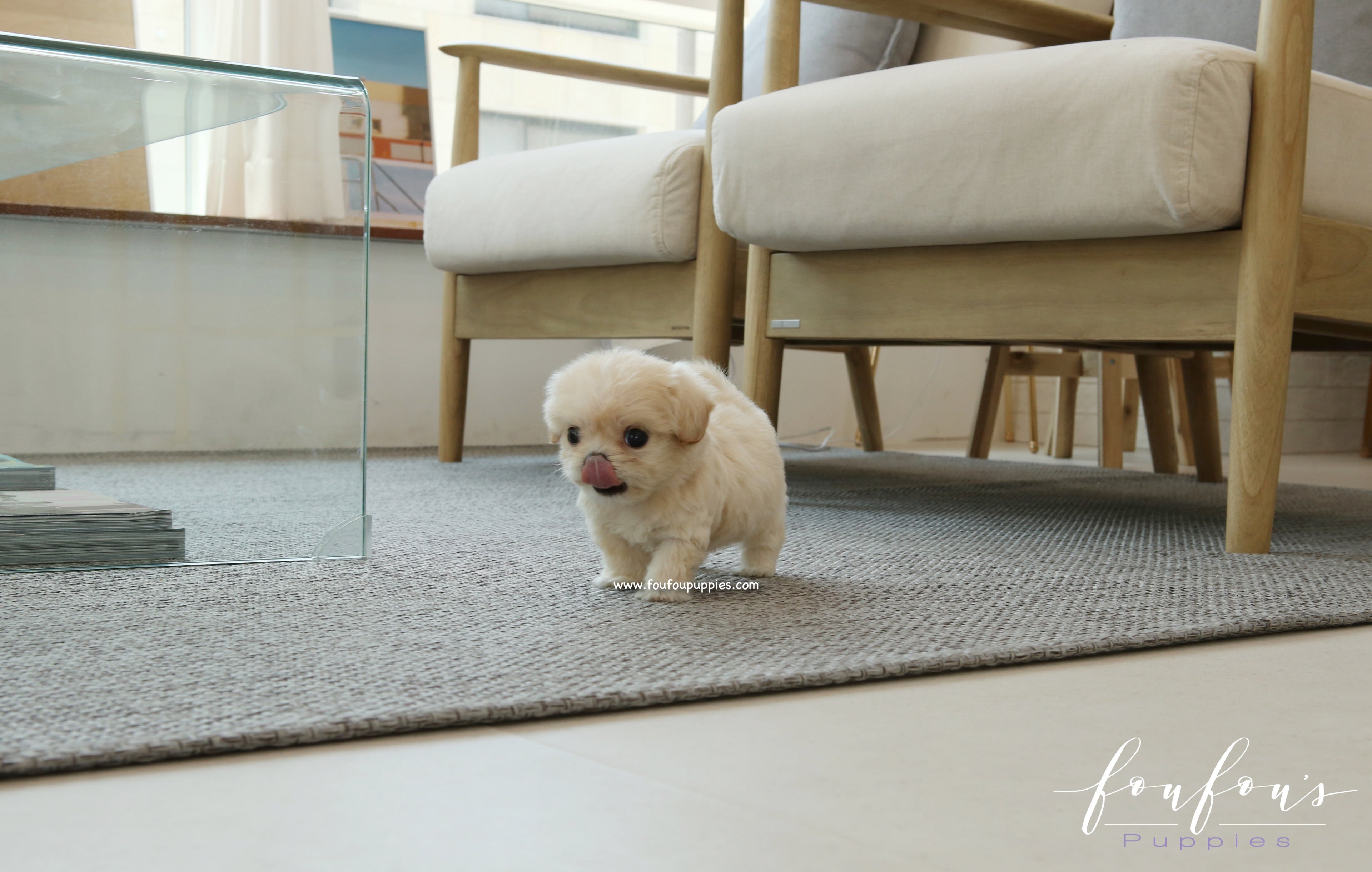 Everly - Maltipoo F.