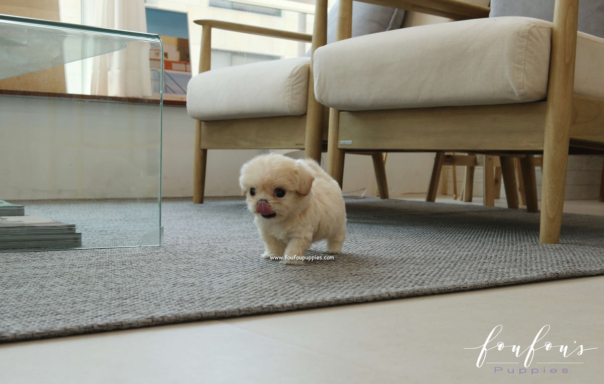 Everly - Maltipoo F.