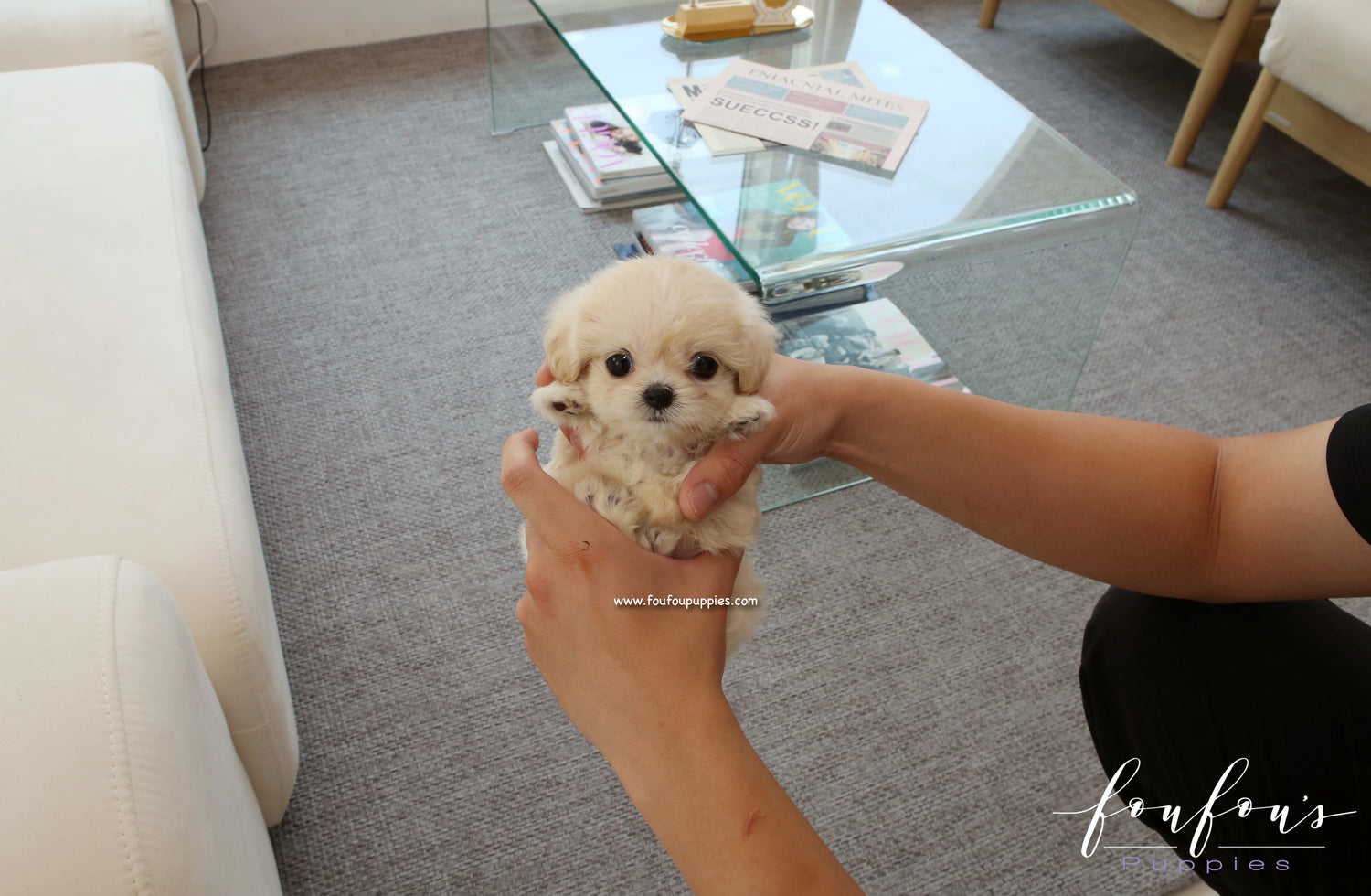 Everly - Maltipoo F.
