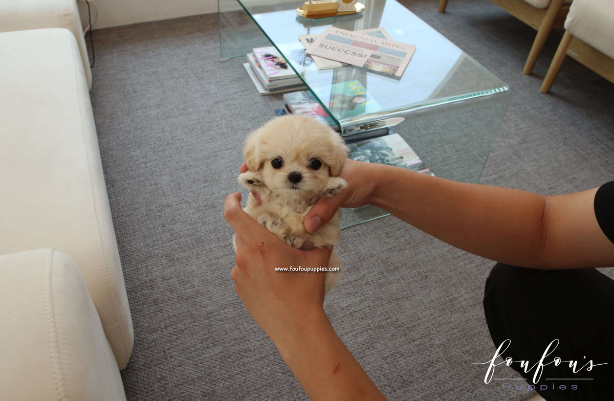 Everly - Maltipoo F.