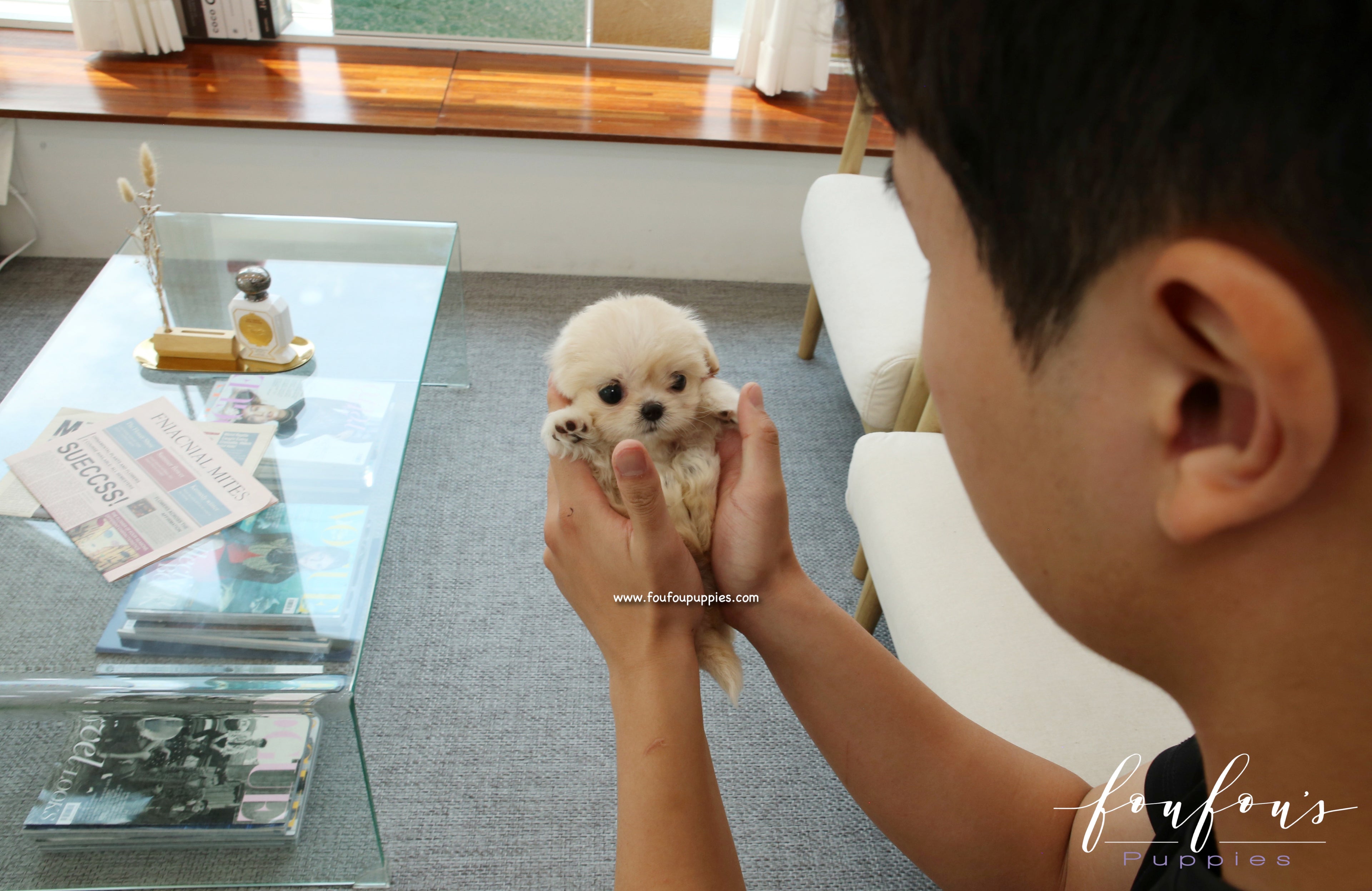 Everly - Maltipoo F.