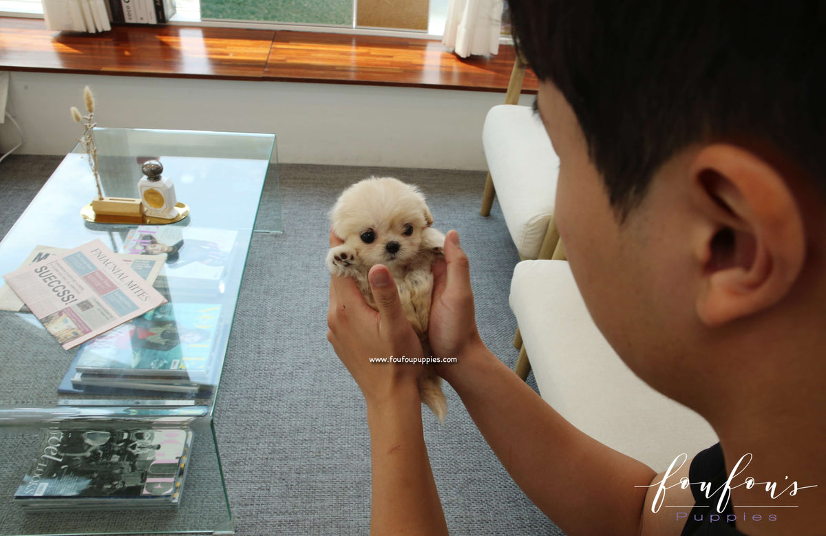 Everly - Maltipoo F.