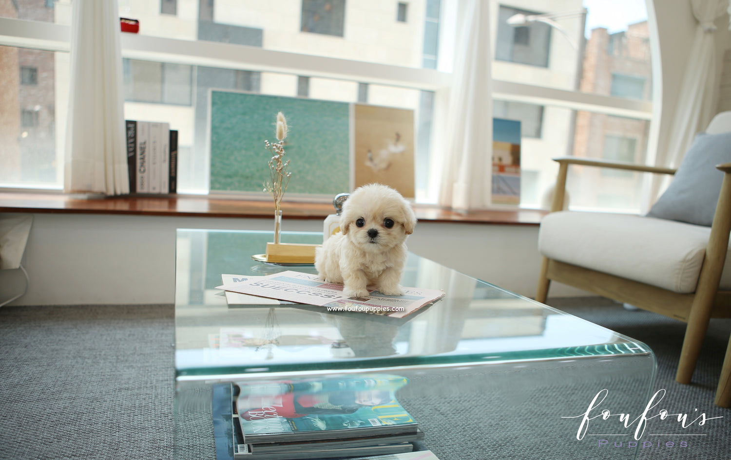 Everly - Maltipoo F.