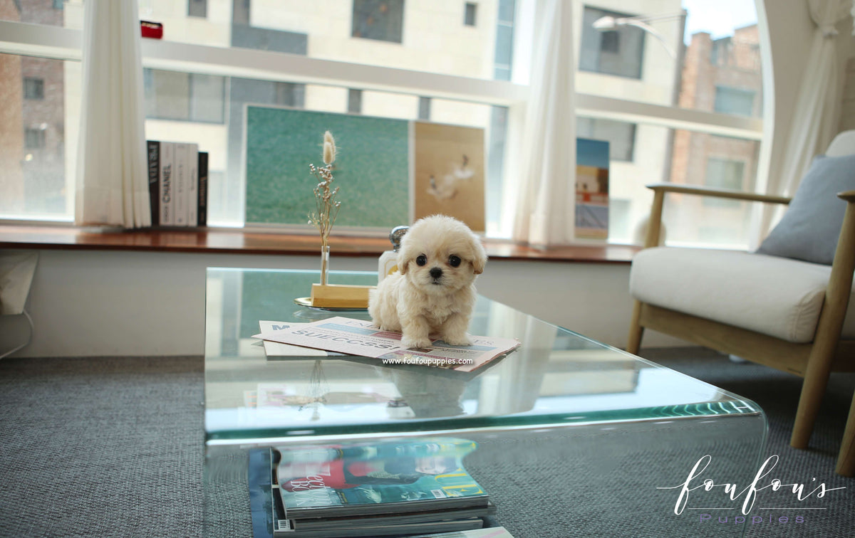 Everly - Maltipoo F.