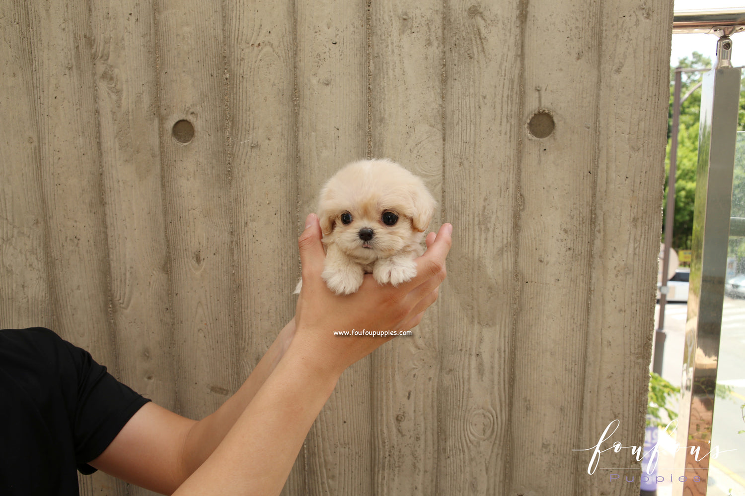Everly - Maltipoo F.