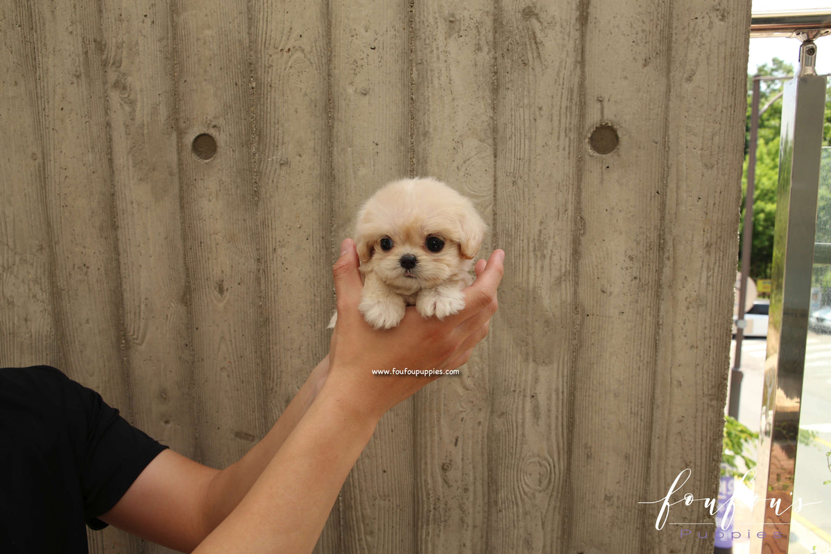 Everly - Maltipoo F.