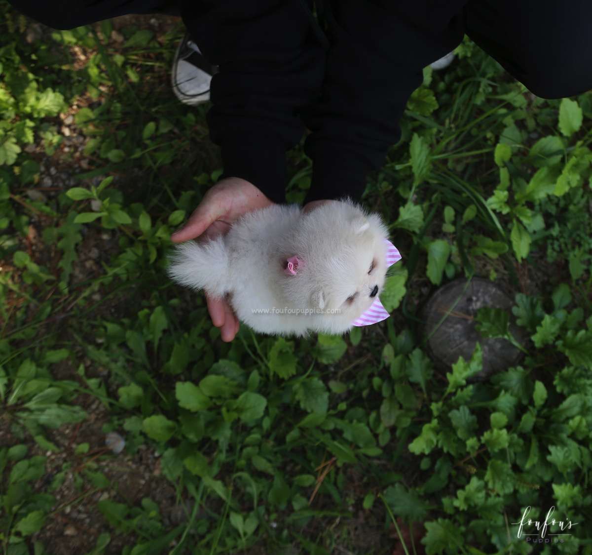 GiGi - Pomeranian F.