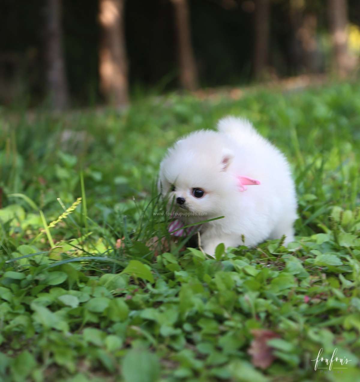 GiGi - Pomeranian F.
