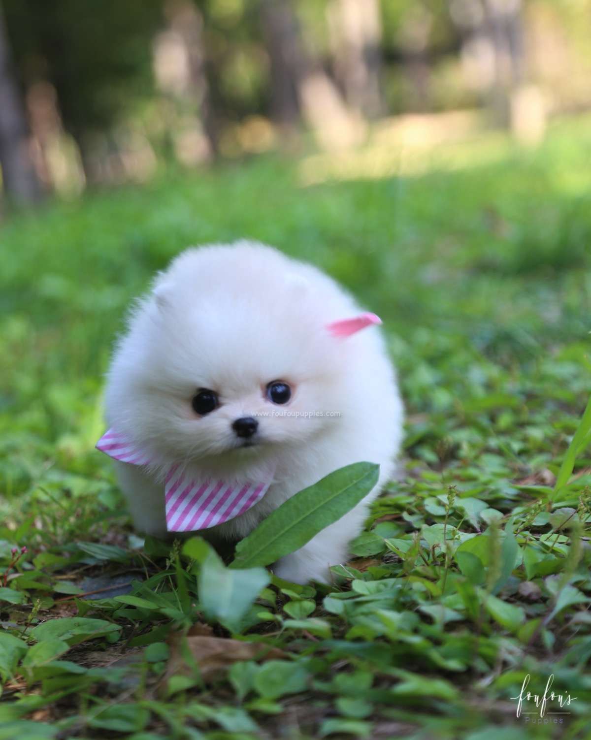 GiGi - Pomeranian F.