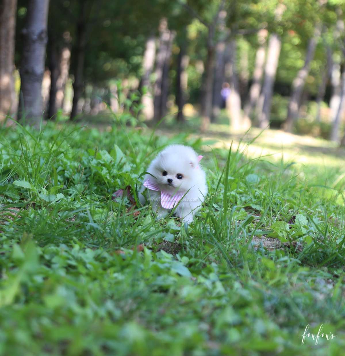 GiGi - Pomeranian F.