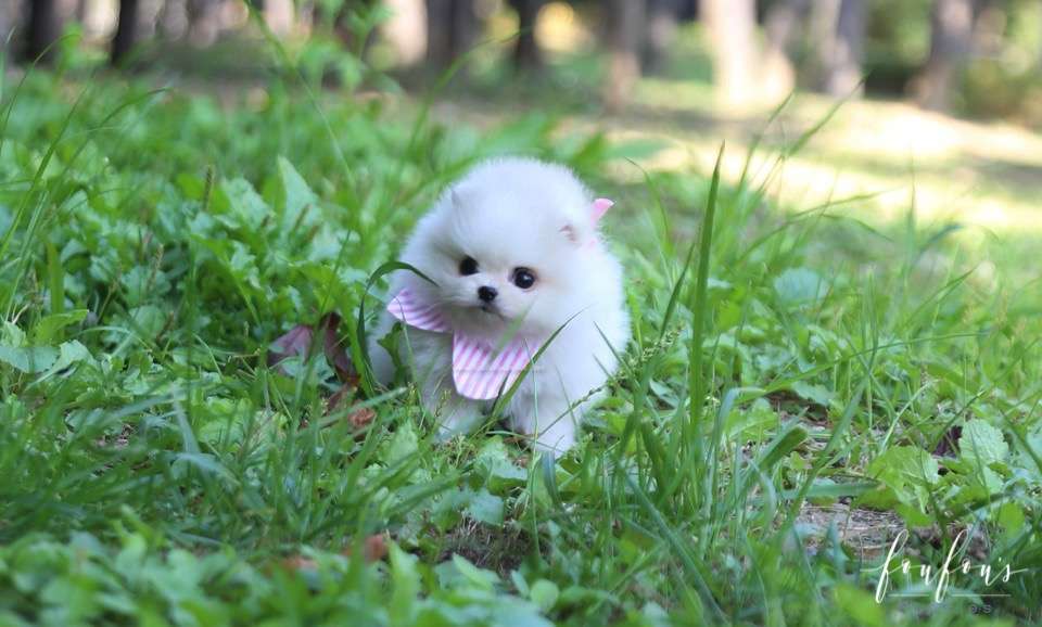 GiGi - Pomeranian F.