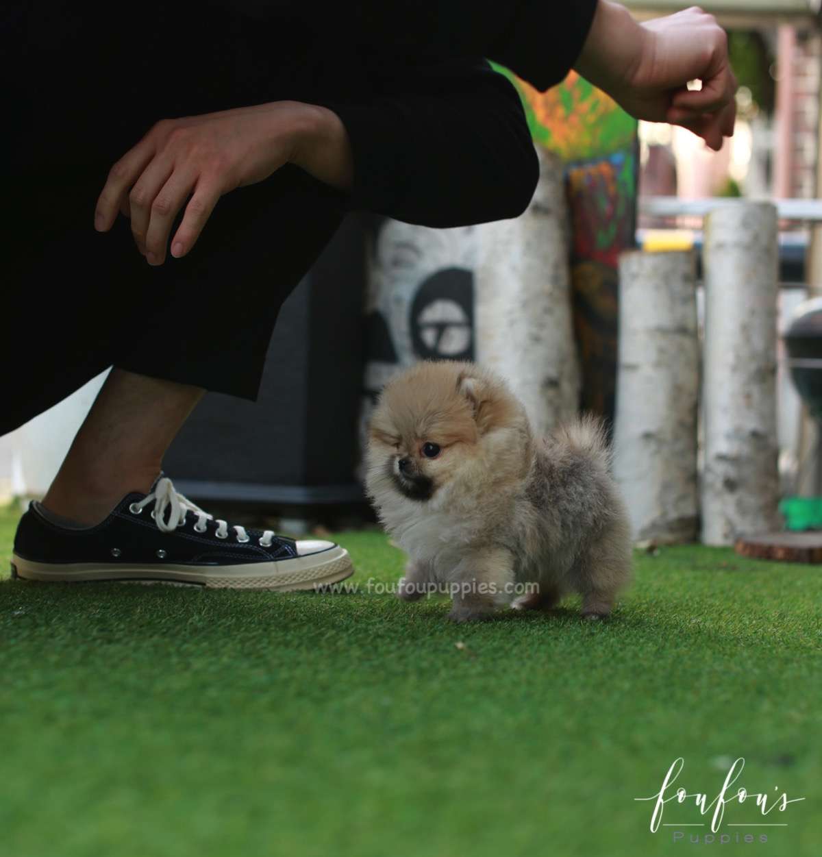 Twinkle - Pomeranian F.