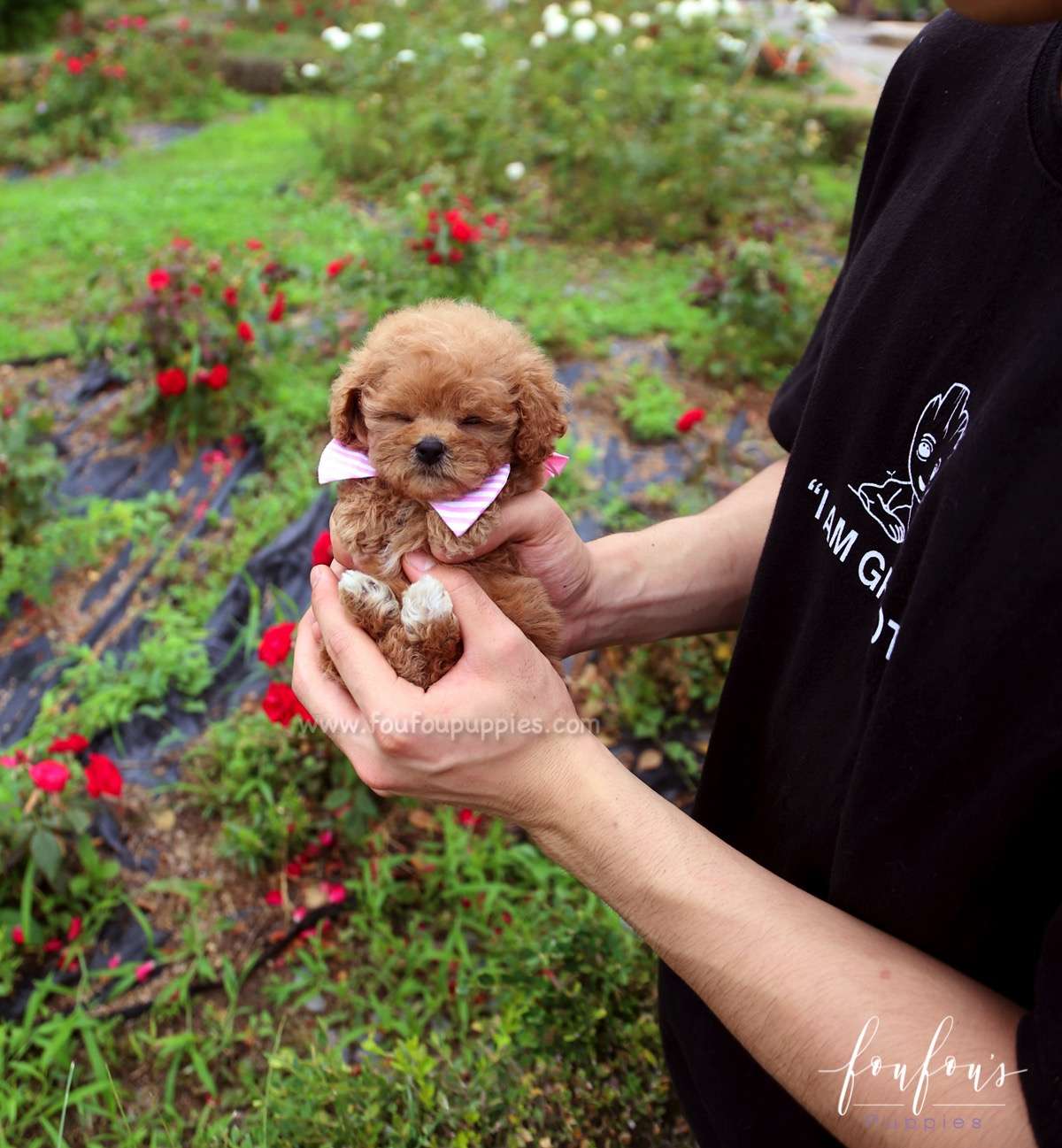 Rouge - Poodle F.