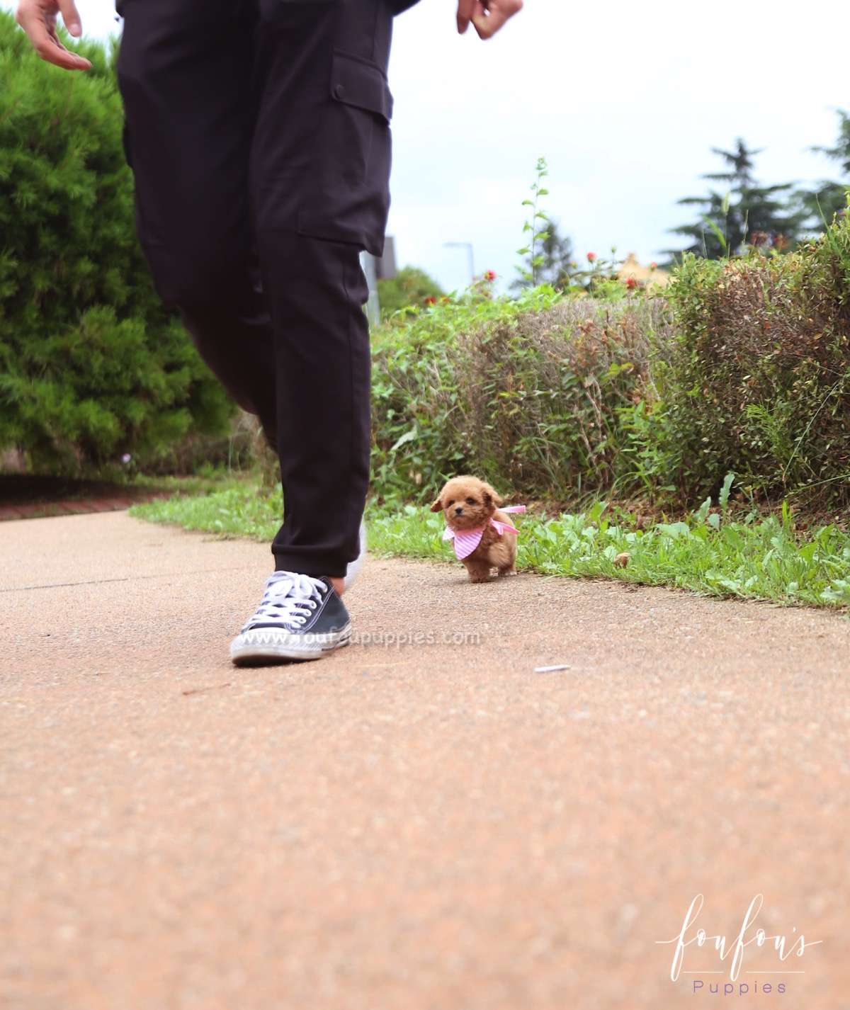 Rouge - Poodle F.