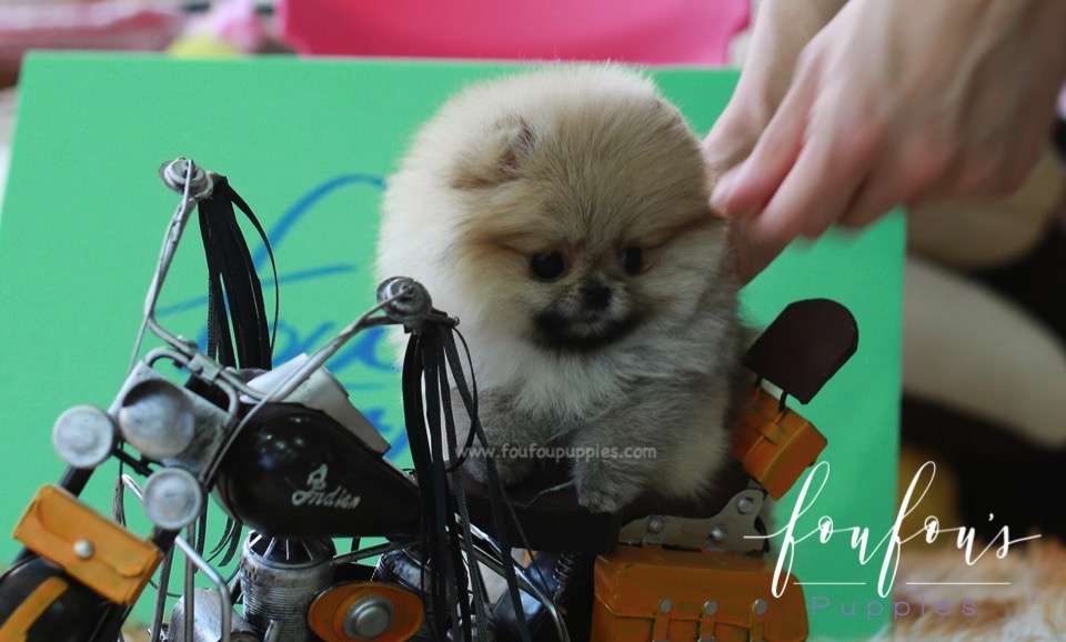 Twinkle - Pomeranian F.