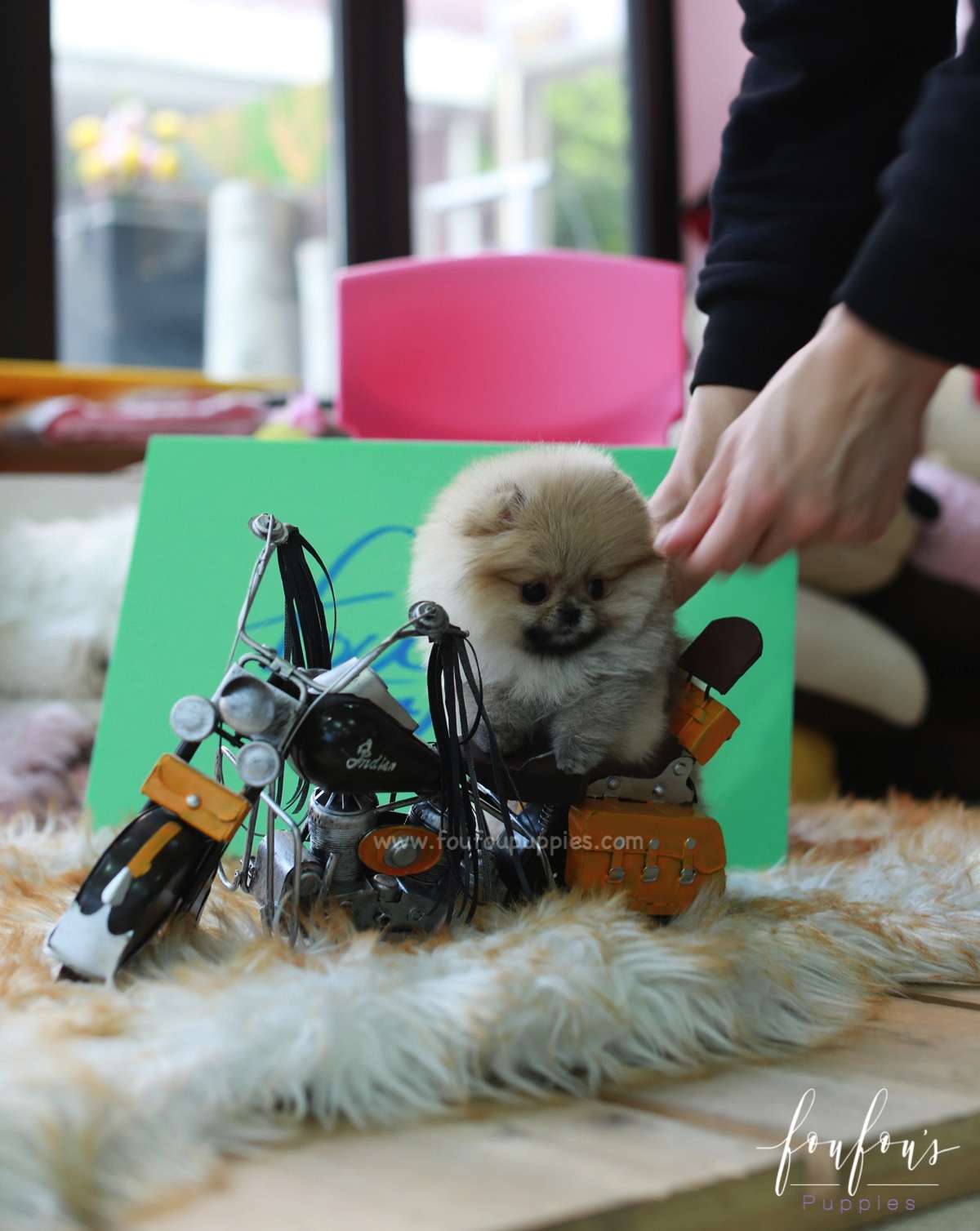 Twinkle - Pomeranian F.