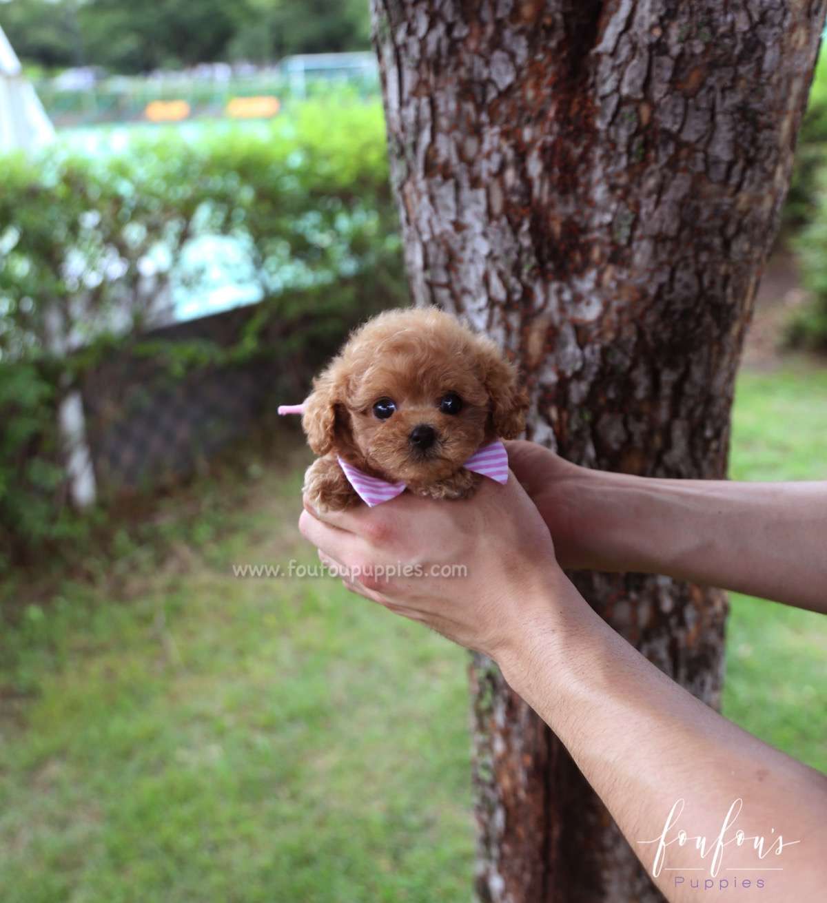 Rouge - Poodle F.