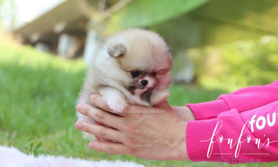 Adele - Pomeranian F.