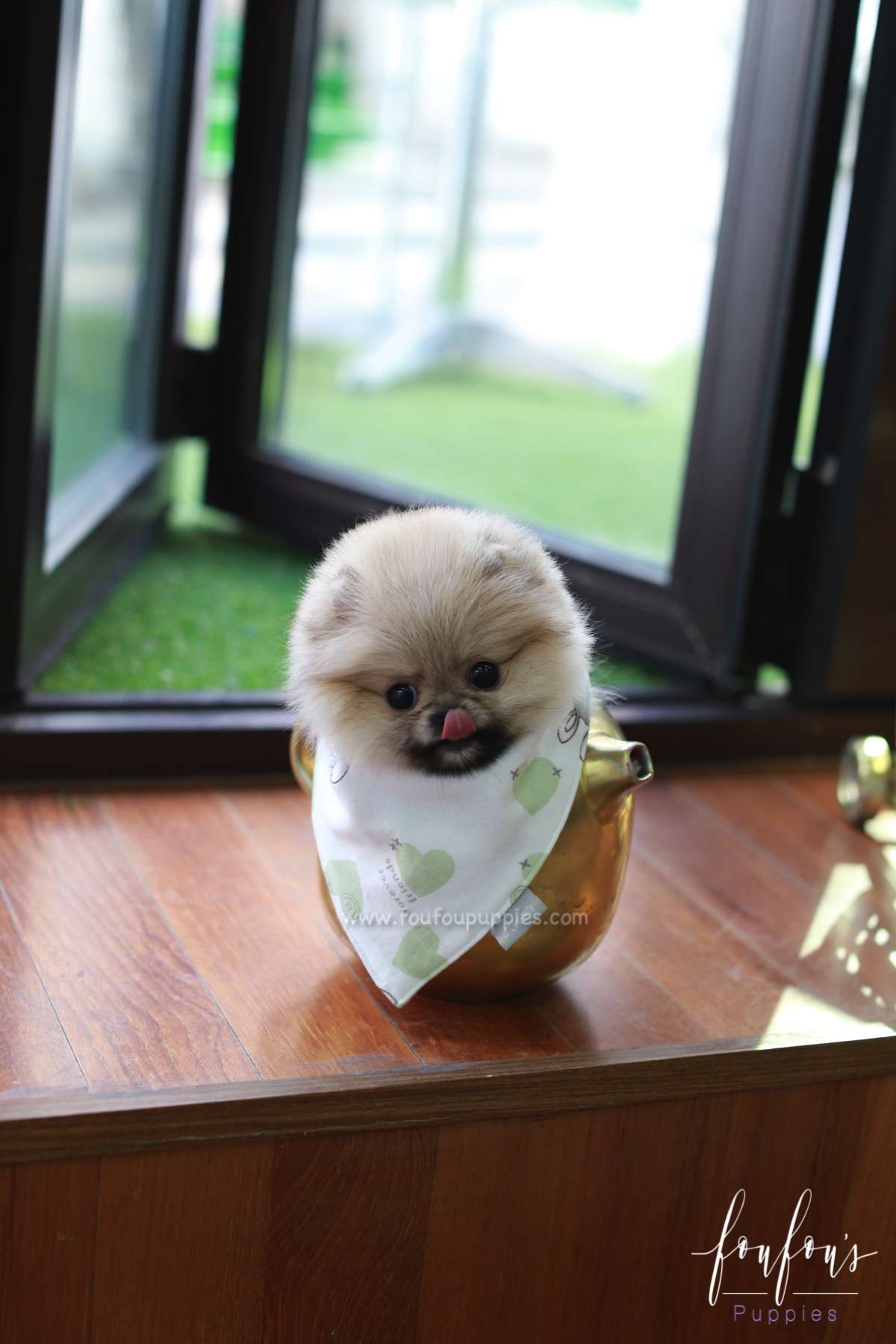 Twinkle - Pomeranian F.