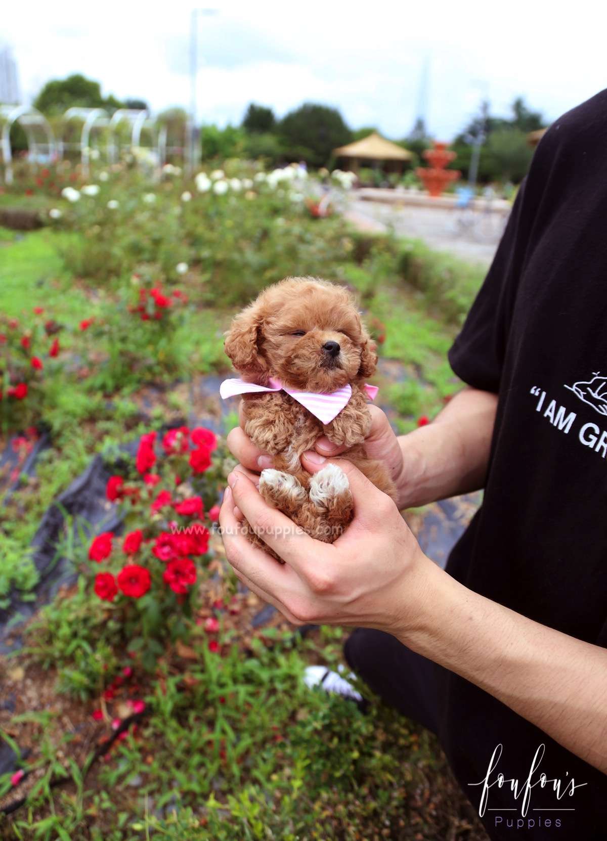 Rouge - Poodle F.