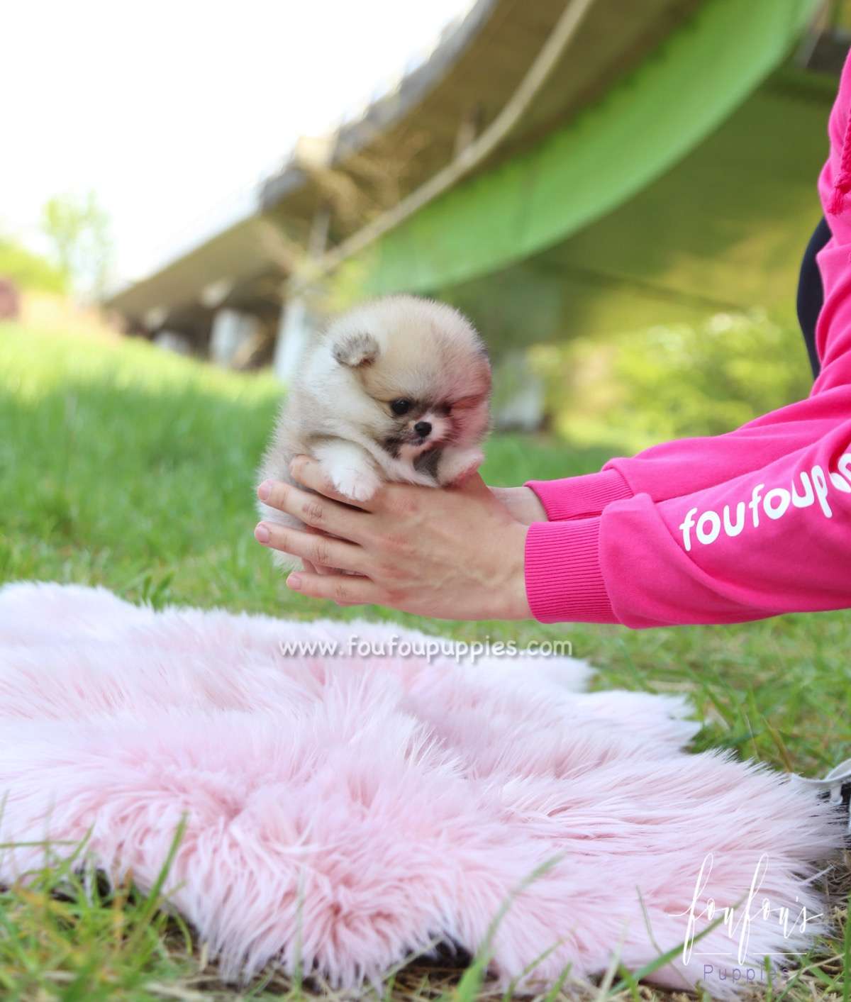 Adele - Pomeranian F.