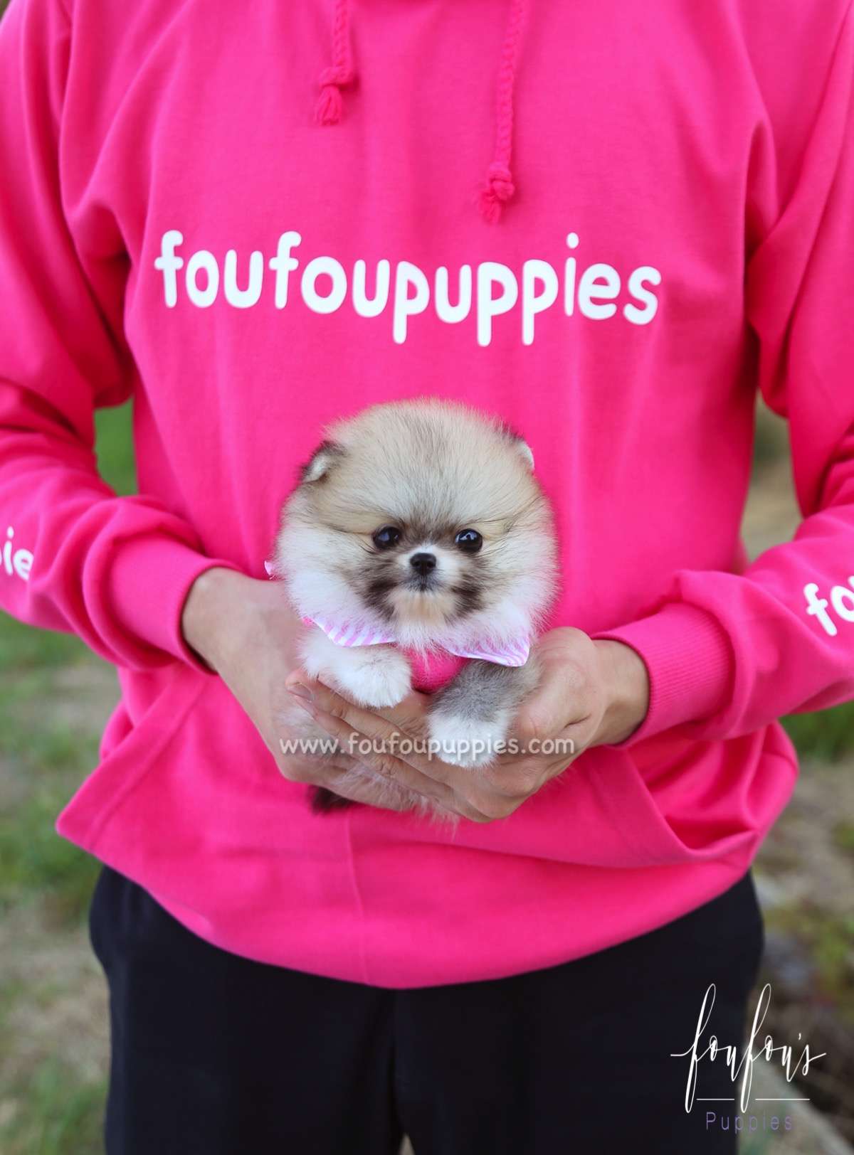 Adele - Pomeranian F.